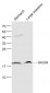 GIG34 Polyclonal Antibody