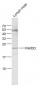 RAIDD Polyclonal Antibody