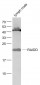 RAIDD Polyclonal Antibody