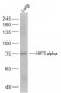 HIF3 alpha Polyclonal Antibody