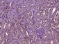 HIF3 alpha Polyclonal Antibody