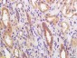 PGRMC Polyclonal Antibody