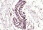 MAS1L Polyclonal Antibody