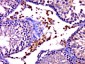 GNAT3 Polyclonal Antibody