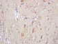 Slitrk1 Polyclonal Antibody