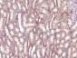 GCMA Polyclonal Antibody