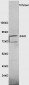 NTR3 Polyclonal Antibody