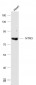 NTR3 Polyclonal Antibody