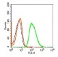 Phospholipase C beta 2 Polyclonal Antibody