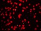 RLLM1 Polyclonal Antibody