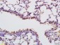 RNASE4 Polyclonal Antibody