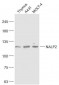 NALP2 Polyclonal Antibody