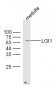 LGI1 Polyclonal Antibody