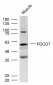 PDCD7 Polyclonal Antibody