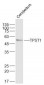 TPST1 Polyclonal Antibody