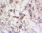 PIWIL4 Polyclonal Antibody