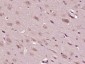 BMPER Polyclonal Antibody