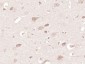 BMPER Polyclonal Antibody