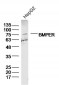 BMPER Polyclonal Antibody