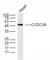 CCDC98 Polyclonal Antibody