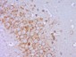 KDEL Polyclonal Antibody