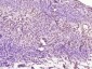 ERR-alpha Polyclonal Antibody