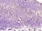 ERR-alpha Polyclonal Antibody