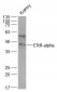 ERR-alpha Polyclonal Antibody