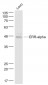 ERR-alpha Polyclonal Antibody