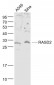 RASD2 Polyclonal Antibody