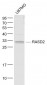 RASD2 Polyclonal Antibody