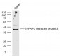 TNFAIP3 interacting protein 3 Polyclonal Antibody