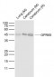 GPR65 Polyclonal Antibody