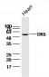 DR6 Polyclonal Antibody