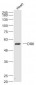 DR6 Polyclonal Antibody