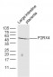 P2RX4 Polyclonal Antibody