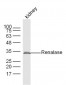 Renalase Polyclonal Antibody