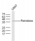 Renalase Polyclonal Antibody