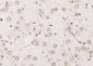 GRASP65 Polyclonal Antibody