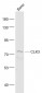 CLK3 Polyclonal Antibody