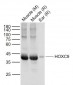 HOXC9 Polyclonal Antibody