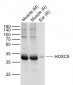 HOXC9 Polyclonal Antibody