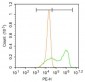 ENC1 Polyclonal Antibody