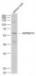 KBTBD10 Polyclonal Antibody