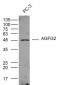 AGFG2 Polyclonal Antibody