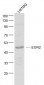 EGR2 Polyclonal Antibody