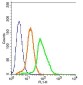 TRPV5 Polyclonal Antibody