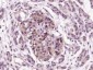Pancreatic hormone Polyclonal Antibody