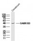 GABR B3 Polyclonal Antibody