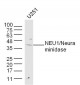 NEU1/Neuraminidase Polyclonal Antibody